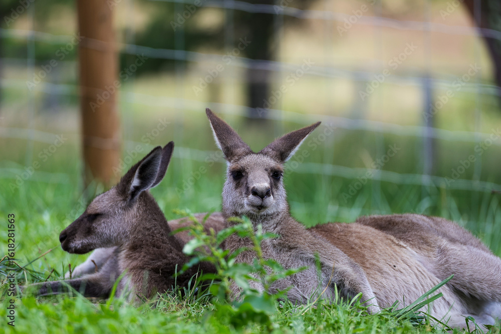 Fototapeta premium 草のベッドで昼寝中