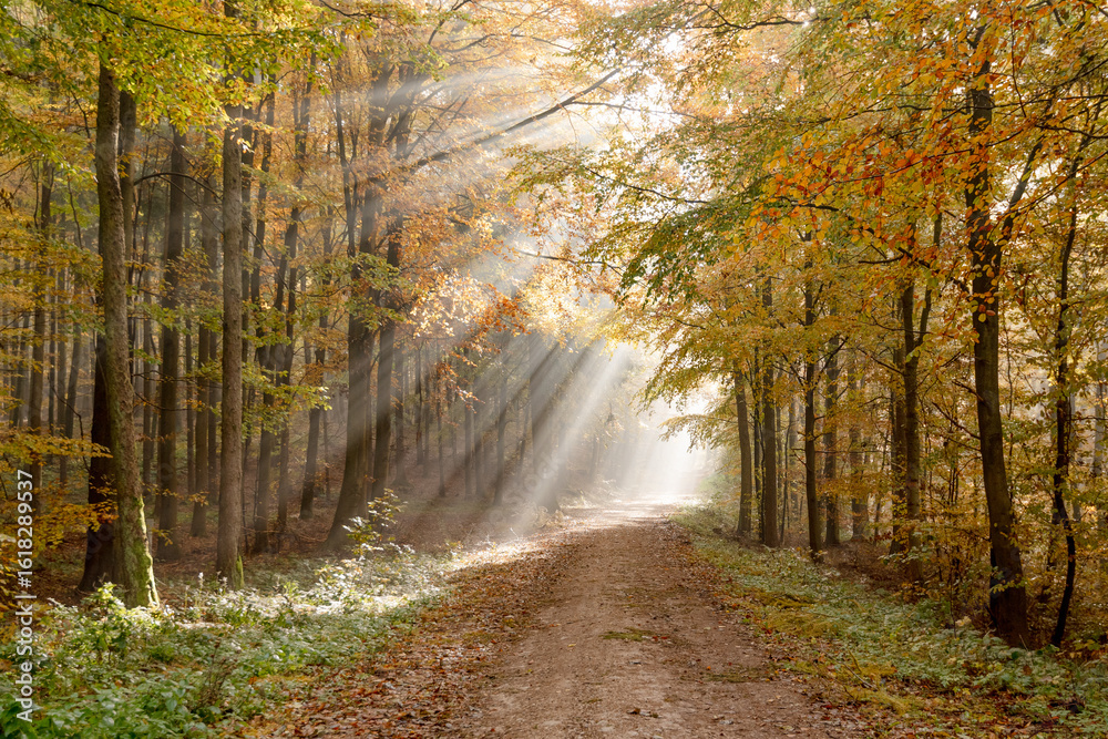 Fototapeta premium Sonnenstrahlen durch die Bäume 