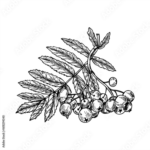 Branch with rowan berries and leaves vector isolated illustration in sketch black and white style. Hand drawn monochrome mountain ash berry cluster etching drawing. Fall forest composition