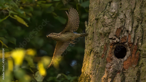 Wendehals fliegt zur Futtersuche