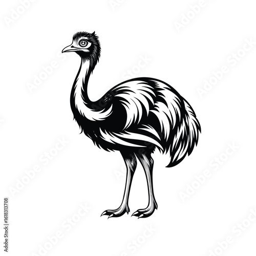 emu isolated on white background