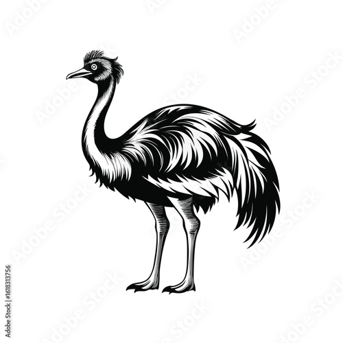 emu isolated on white background