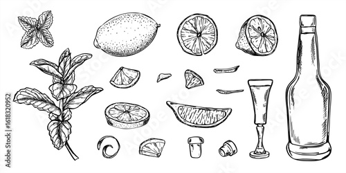 Monochrome lemons, mint leaves, open bottle with cork, and stemmed shot glass vector isolated illustration clip art. Etching drawing of ingredients for preparing drinks, syrups, refreshing cocktails