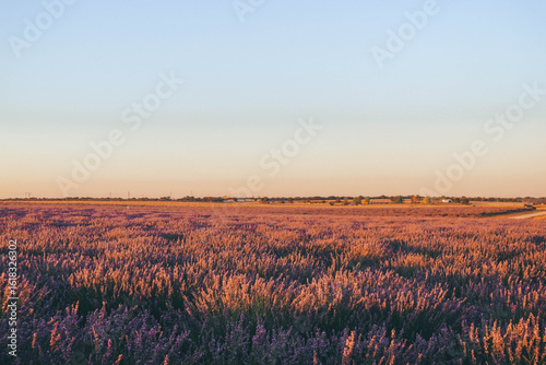 lavender field in historic region castilla la mancha in hot summer july with small purple flowers on sunset light