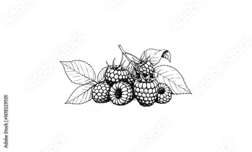 Detailed black and white raspberry drawing with leaves and stems. Vector retro hand drawn illustration