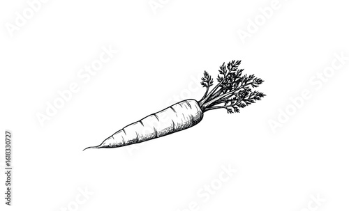 Hand-drawn carrot illustration with detailed leaves and texture. Vector retro hand drawn illustration