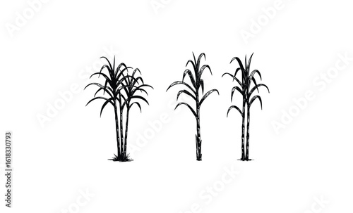 Black and white sugarcane plants illustration. Vector retro hand drawn illustration
