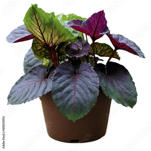 Coleus in brown pot, botanical theme, transparent background, no background, PNG file 