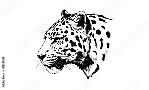 Black and white leopard illustration with detailed spots on white background. Vector retro hand drawn illustration