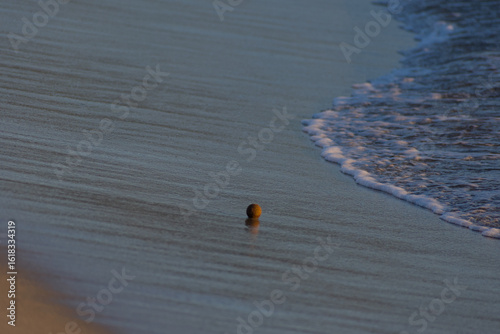 Fototapeta Naklejka Na Ścianę i Meble -  A close-up shot of a small, round object resting in the shallow, clear water at the edge of a sandy beach as a gentle wave recedes.