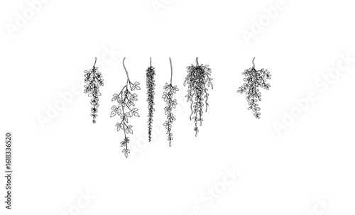 Black line art of hanging succulent plants on white background. Vector retro hand drawn illustration