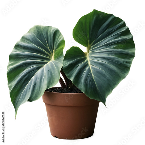 Alocasia in pot, botanical theme, transparent background, no background, PNG file 