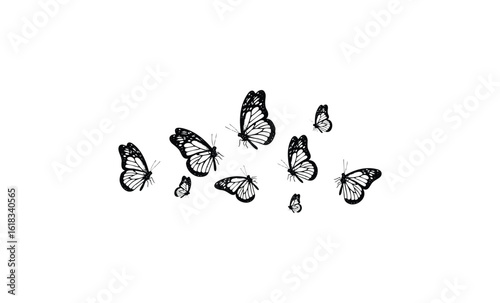 Monarch butterflies in flight on white background: graceful insect illustration. Vector retro hand drawn illustration