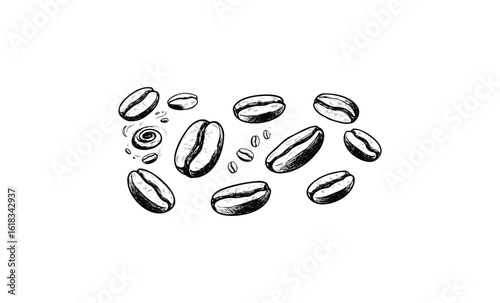 Detailed black and white coffee bean illustration with various sizes and forms. Vector retro hand drawn illustration