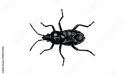 Detailed black and white illustration of a beetle on white background. Vector retro hand drawn illustration