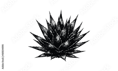 Black and white agave illustration with sharp leaves. Vector retro hand drawn illustration