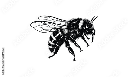 Detailed black and white illustration of a bee with transparent wings. Vector retro hand drawn illustration