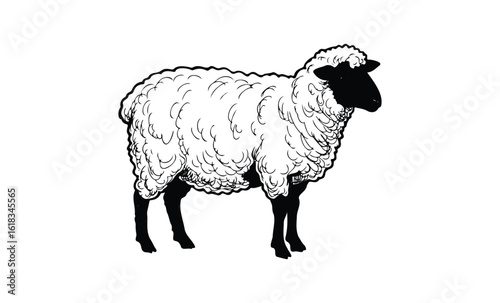 Black-faced woolly sheep silhouette on white background. Vector retro hand drawn illustration
