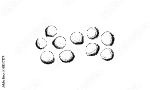 Hand-drawn black and white macadamia nuts on white background. Vector retro hand drawn illustration