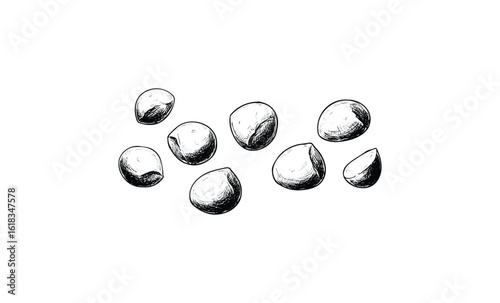Hand-drawn sketch of macadamia nuts on white background. Vector retro hand drawn illustration