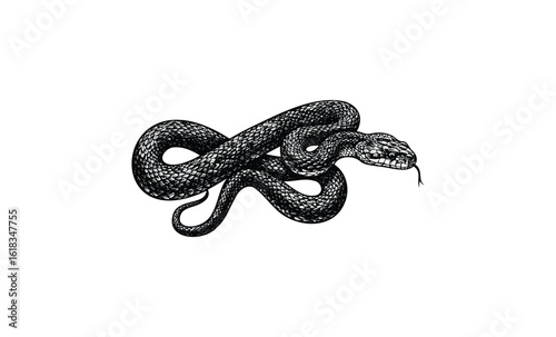 Intricate black snake illustration on white background: detailed reptile design. Vector retro hand drawn illustration