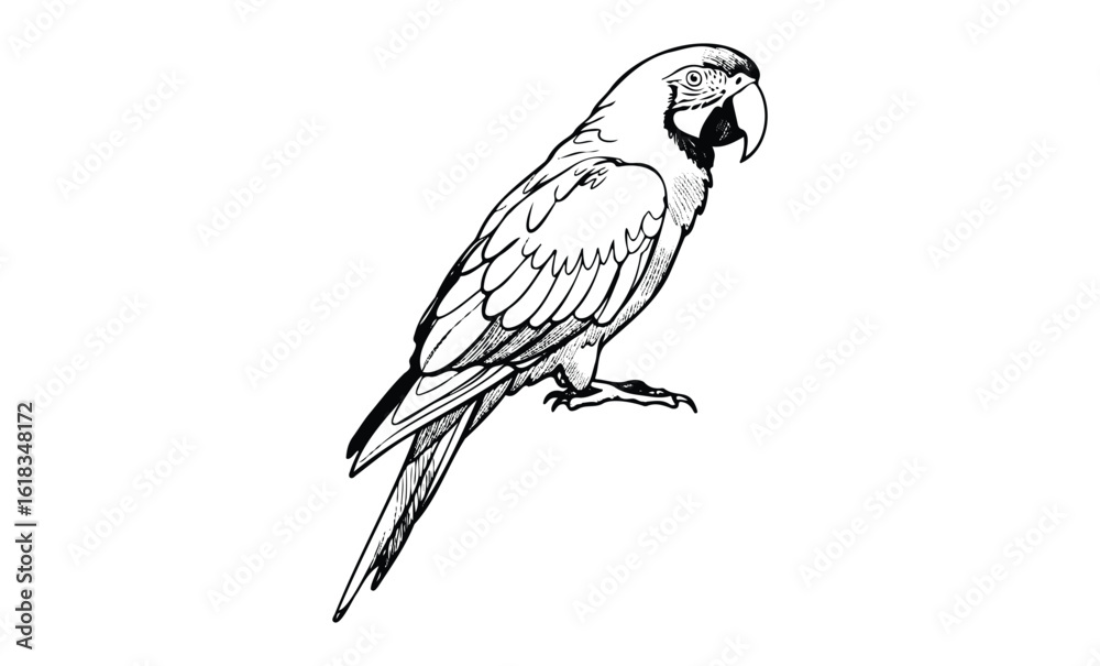 Fototapeta premium Detailed black and white line art of a parrot on perch. Vector retro hand drawn illustration