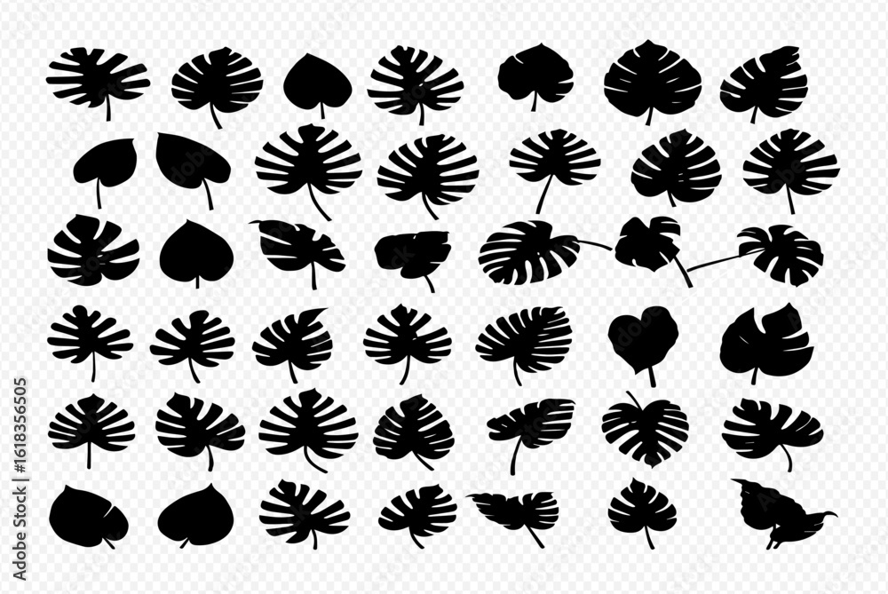 Obraz premium Collection of black silhouette illustrations of various Monstera leaves in different shapes and sizes, arranged on a transparent background.