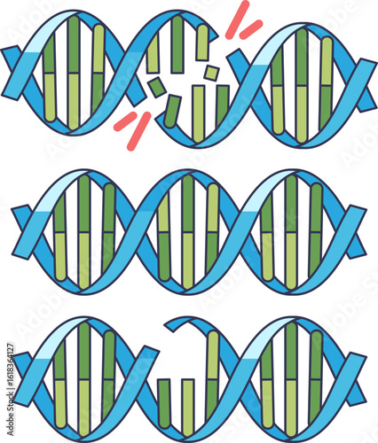 An illustration comparing a healthy DNA double helix to strands with damage, such as double-strand breaks and deletions, symbolizing genetic mutation and genomic instability.
