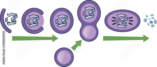 Diagram of protective autophagy. An autophagosome engulfs cellular waste, fuses with a lysosome to form an autolysosome, and degrades contents to protect and maintain cell health.