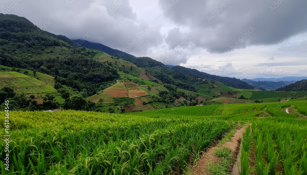 Fototapeta premium Lush green rice terraces in a mountainous valley under a dramatic cloudy sky