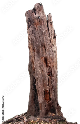 Old Tree Stump Isolated on White Background - Vector Illustration