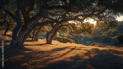 Majestic Oak Trees Bask In Golden Sunset Light