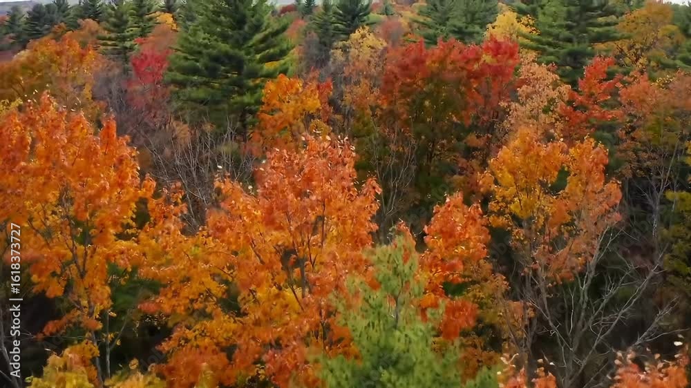 Aerial View of Vibrant Autumn Forest Landscape Showcasing Colorful Fall Foliage Aerial View of Vibrant Autumn Forest Landscape Showcasing Colorful Fall Foliage