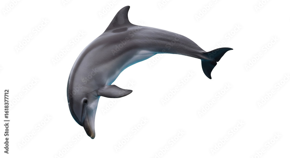 Obraz premium Dolphin leaping in the air against a black background.