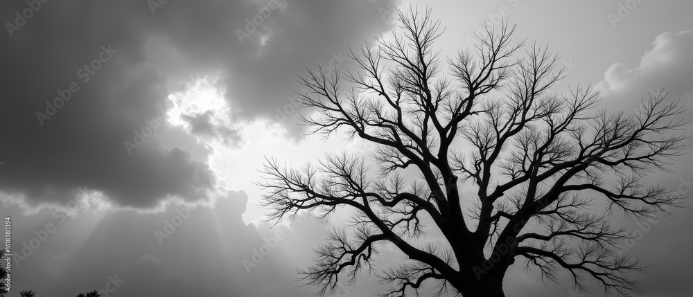 Fototapeta premium Striking black and white image of barren tree silhouetted against dramatic sky filled with clouds and rays of light. scene evokes sense