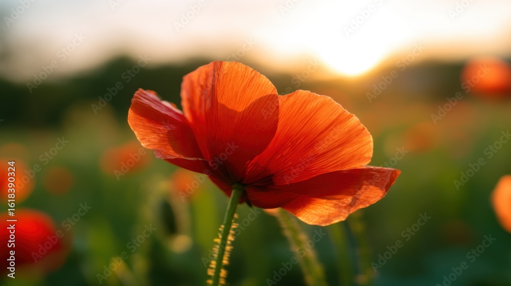 Fototapeta premium An orange poppy flower with delicate petals showcasing texture and color gradient under natural light,