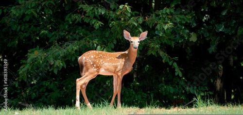 deer in the woods