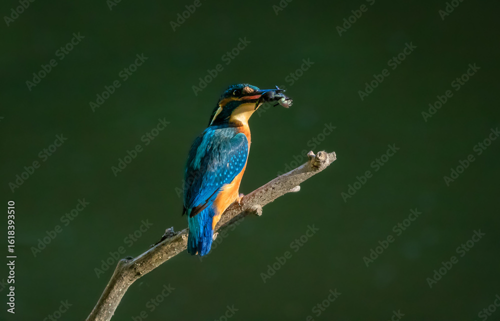 Obraz premium Kingfisher with small fish in beak
