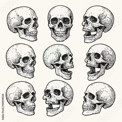 Collection of vintage skull illustrations with intricate details for Halloween or medical concepts