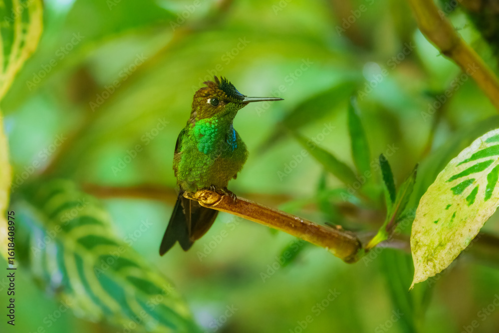 Fototapeta premium Long-tailed Sylph with extremely long tail. Male is mostly emerald green with blue-green throat and long forked tail. Female is much different, with shorter tail and white mustache stripe