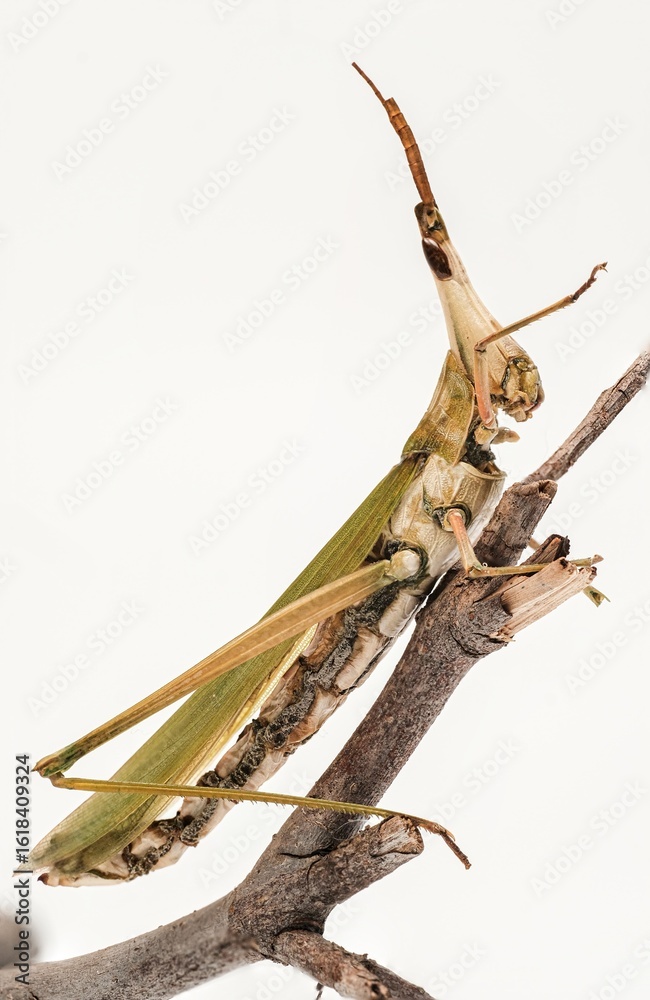 Obraz premium grasshopper side on a branch