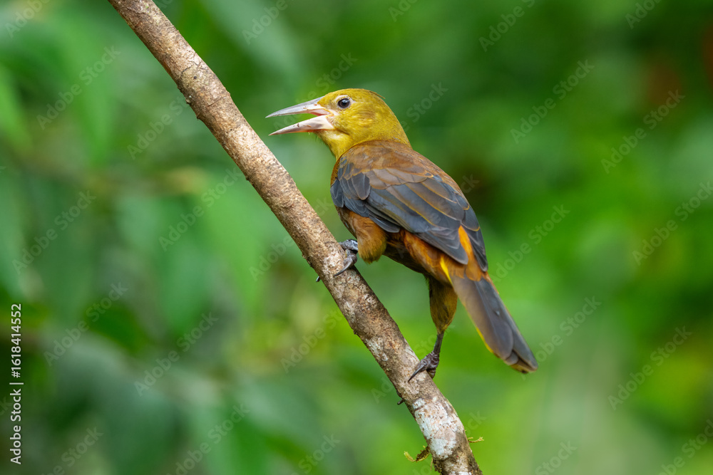 Fototapeta premium Russet-backed Oropendola Flying against a vibrantly blurred green background of lush forest foliage. The bird has a distinct olive-brown body, a pale yellowish head.