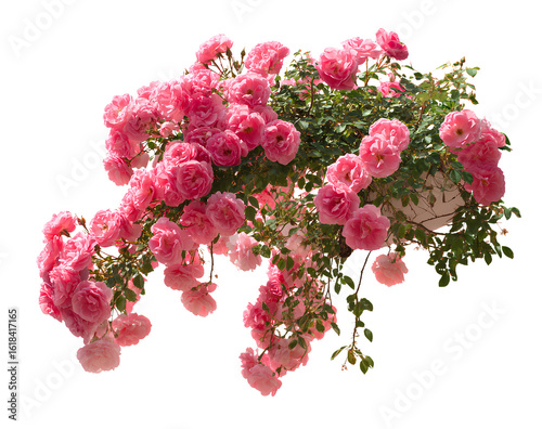 A pink climbing rose bush with many roses hanging down, against a white background