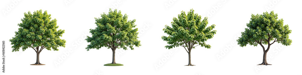 Obraz premium Lush green trees in various stages of growth, showcasing vibrant foliage and natural beauty, perfect for nature themed projects