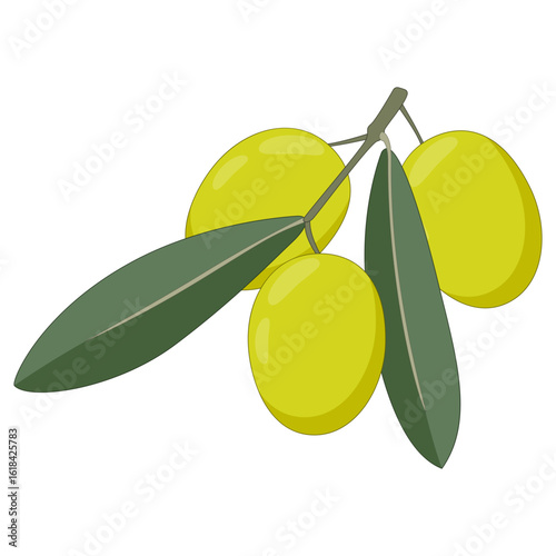 illustration of a fresh green olive branch with ripe fruit and leaves