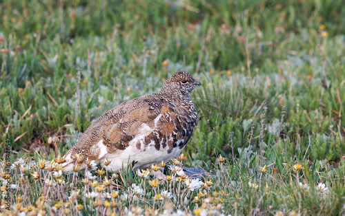 Φωτογραφία white tailed ptarmigan sitting in flowers on the alpine tundra rocky mountain na