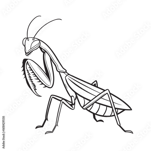 Detailed line art illustration of a praying mantis in a hunting pose on a white background