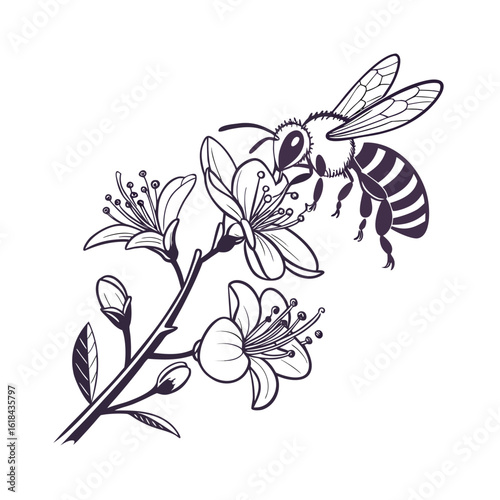 Detailed line art illustration of a bee pollinating a flower in close up on a white background