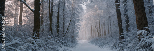 Panorama - Morning in a winter forest