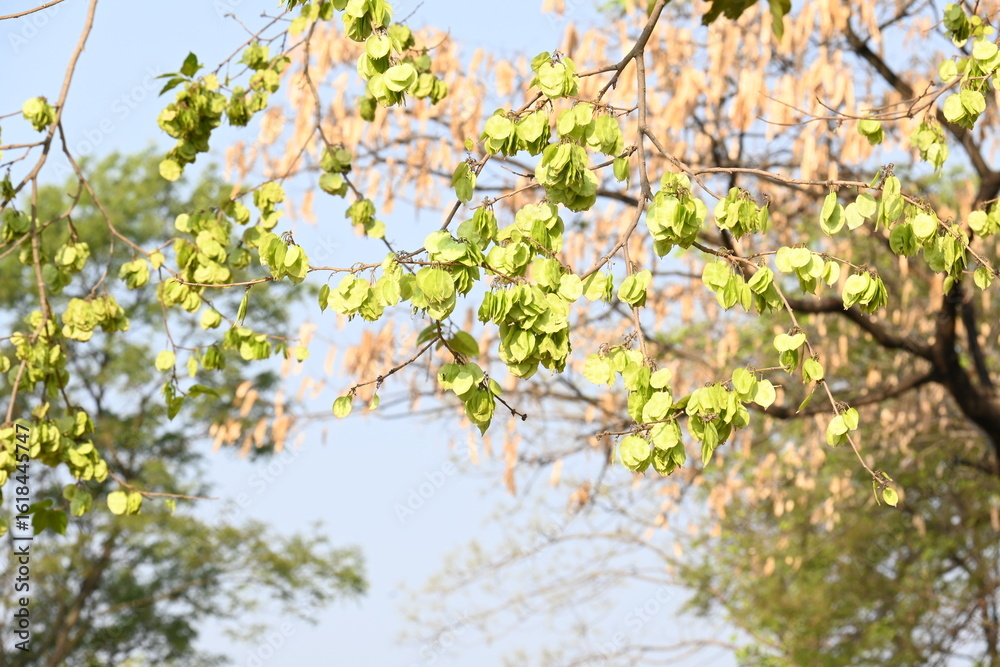 Holoptelea or Indian Elm tree. It is a genus of deciduous trees in the family Ulmaceae. Bark and leaves are used for treating oedema, diabetes, leprosy and other skin diseases, intestinal disorders.
Holoptelea or Indian Elm tree. It is a genus of deciduous trees in the family Ulmaceae. Bark and leaves are used for treating oedema, diabetes, leprosy and other skin diseases, intestinal disorders.